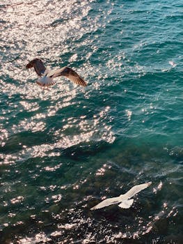 Two seagulls gracefully flying over a glittering blue sea under the daytime sun.
