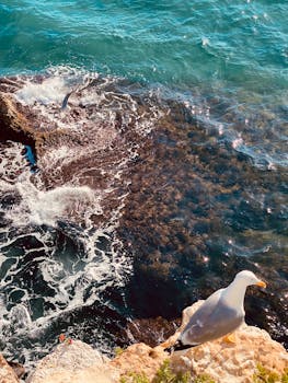 Seagull perches on rocky cliff above clear blue waves, capturing coastal beauty.