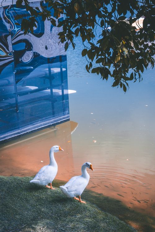 Free Two geese by a tranquil lake with reflective water and lush surroundings, captures a peaceful nature scene. Stock Photo