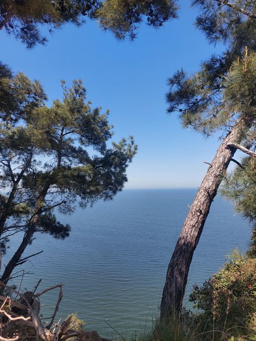 Free A tranquil coastal scene featuring pine trees and a calm blue sea under a clear sky. Stock Photo