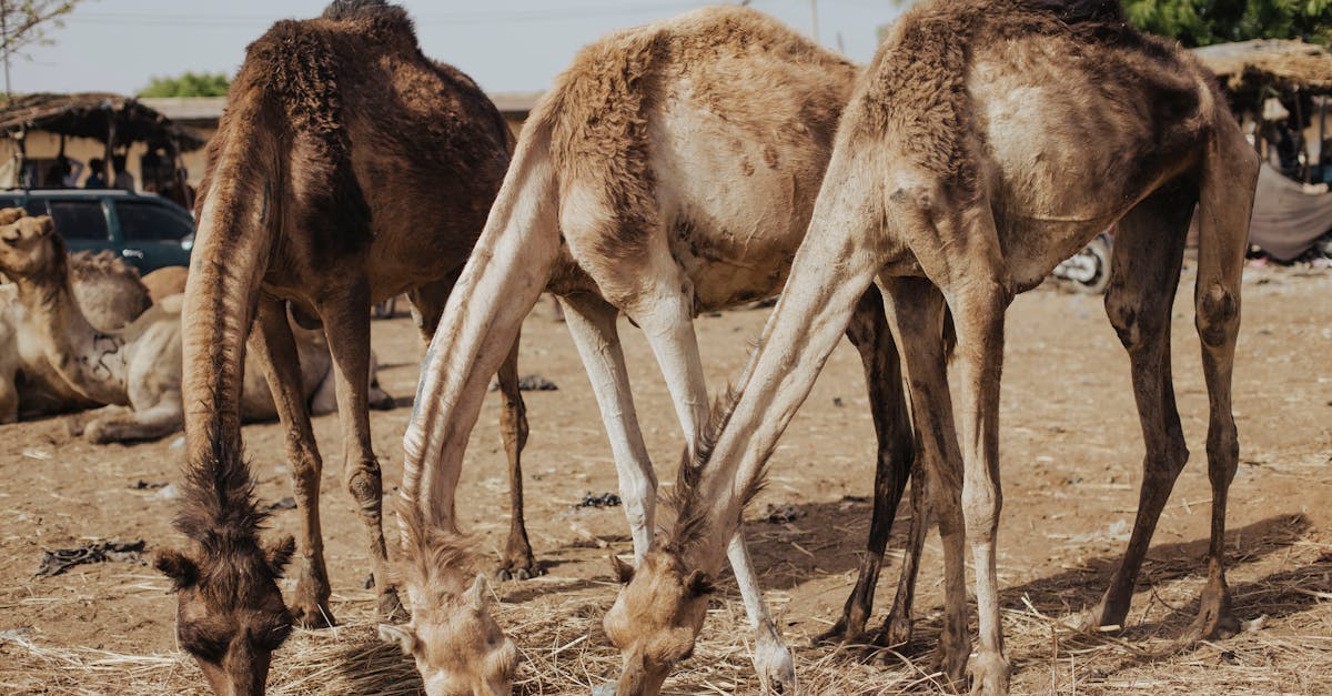 1分鐘讀財經》川普100天摧毀70年自由貿易!後面3張骨牌全倒