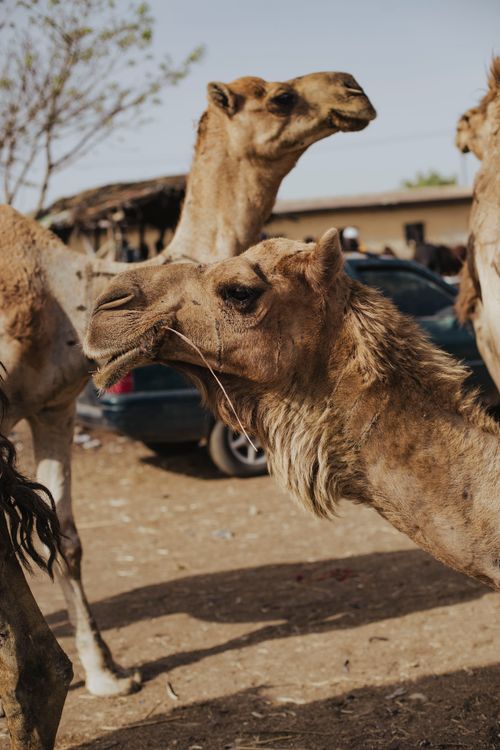Free Camels in a rural village with a warm, earthy vibe, perfect for travel themes. Stock Photo