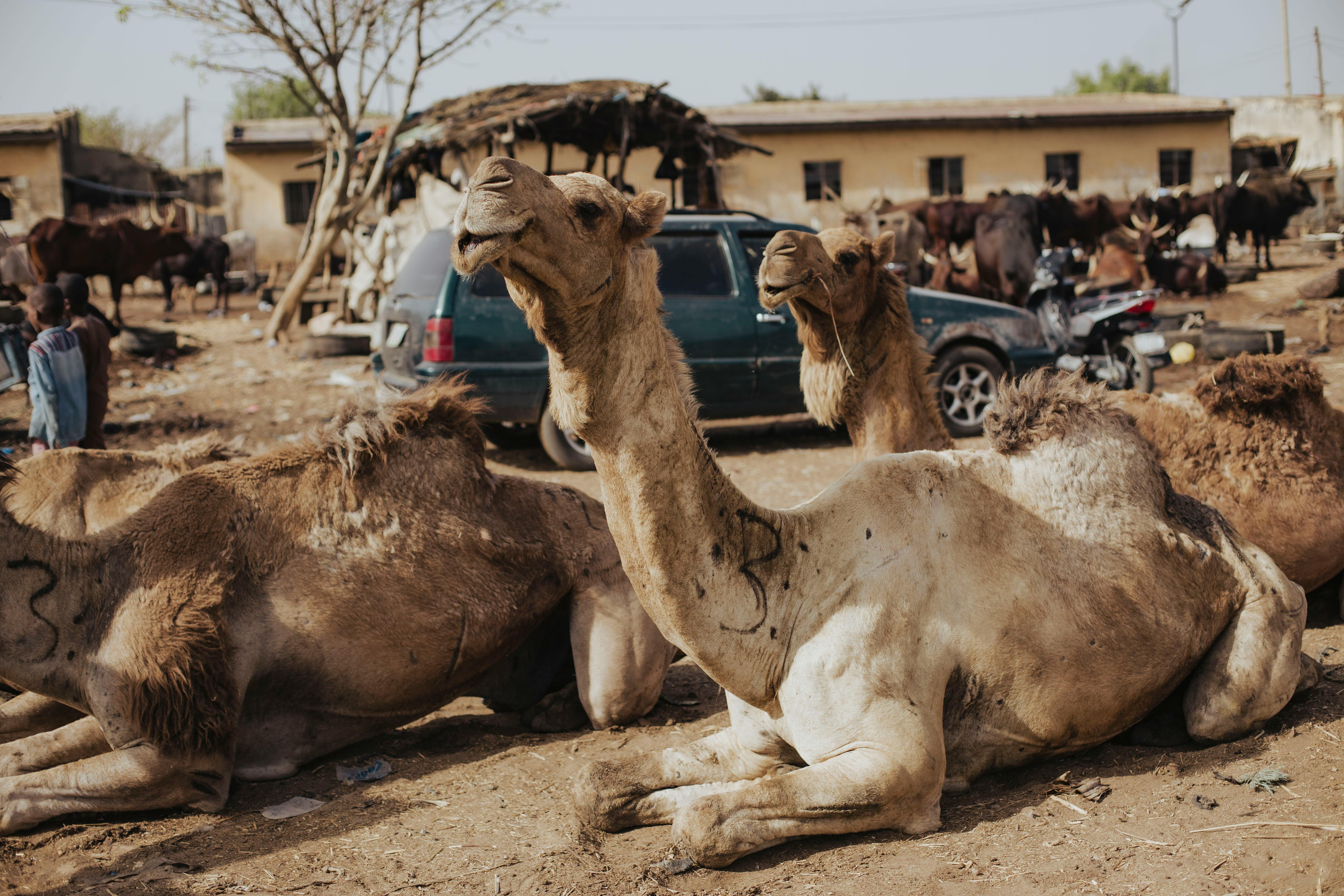 Camels relaxing in a bustling outdoor market with various animals and people in the background.