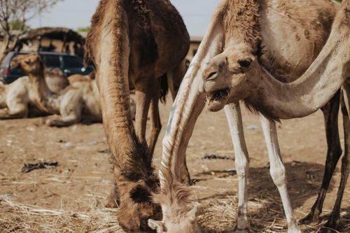 Free A group of camels grazing at a desert market under the daytime sun. Stock Photo