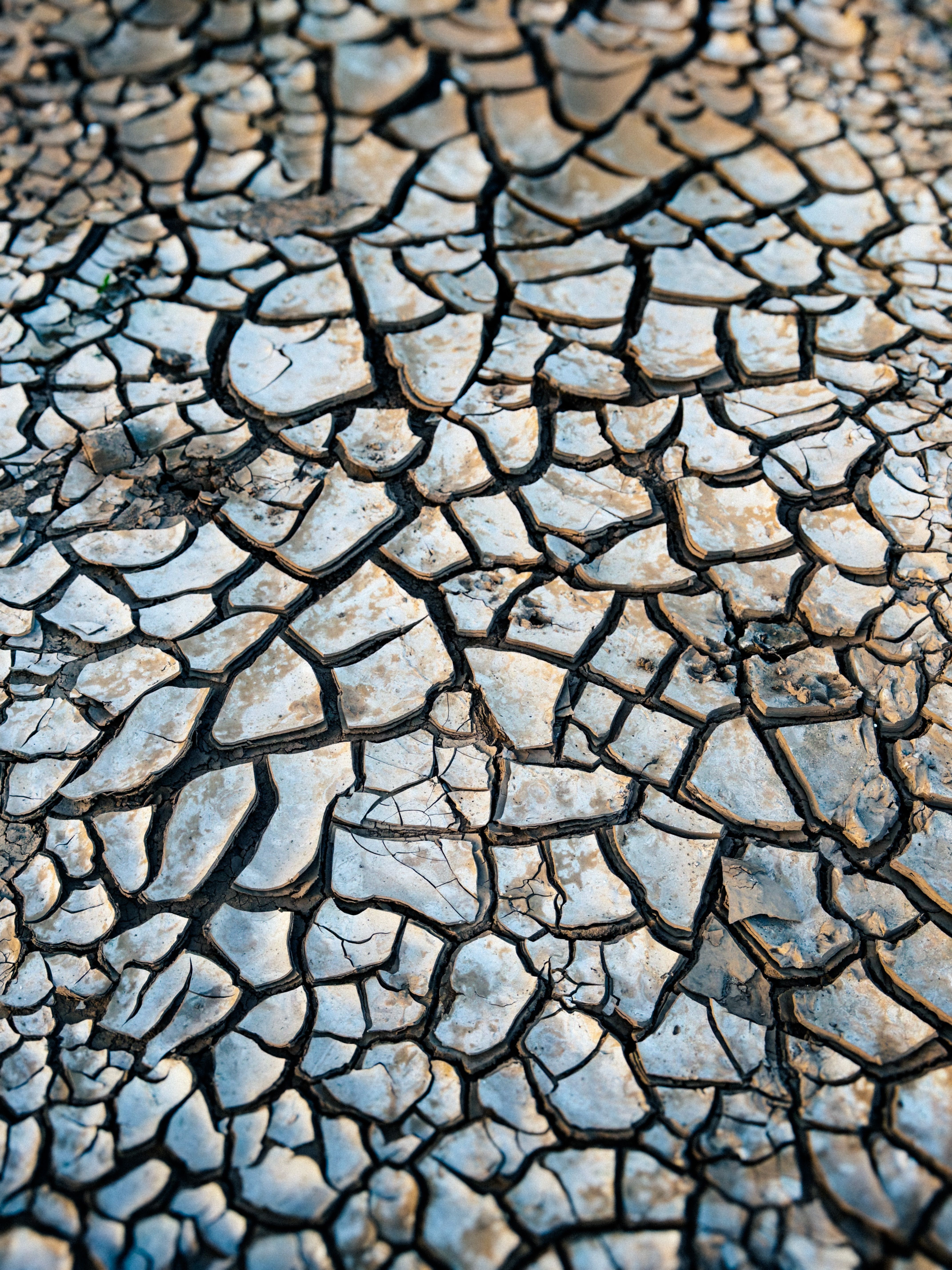 Cracked Earth Texture in Dry Climate · Free Stock Photo