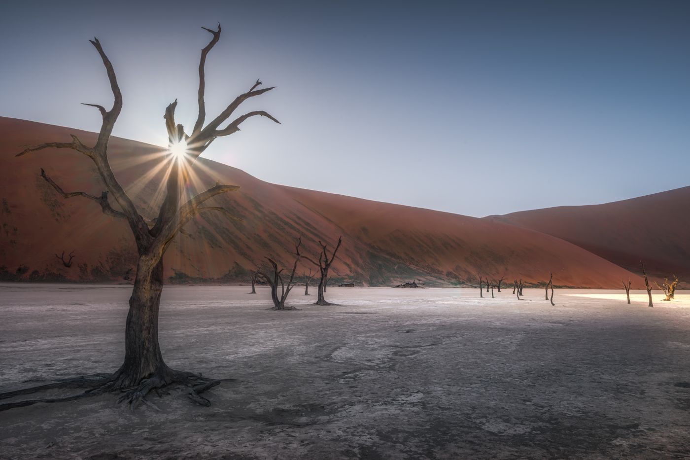 A dead camel thorn tree in front of red dunes at Sossusvlei, Namibia, at sunrise
