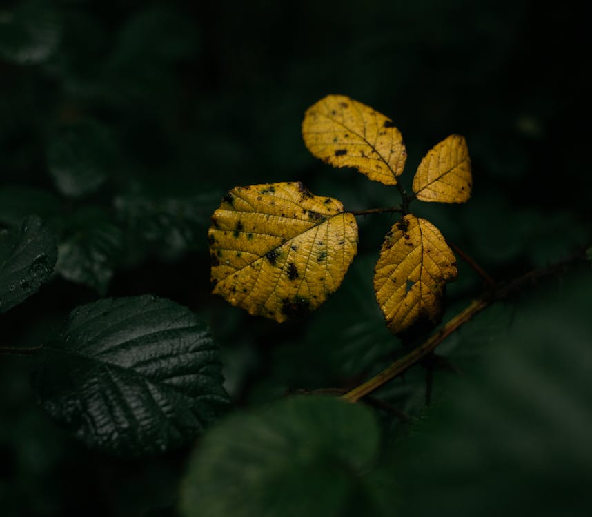 Yellow Leaves