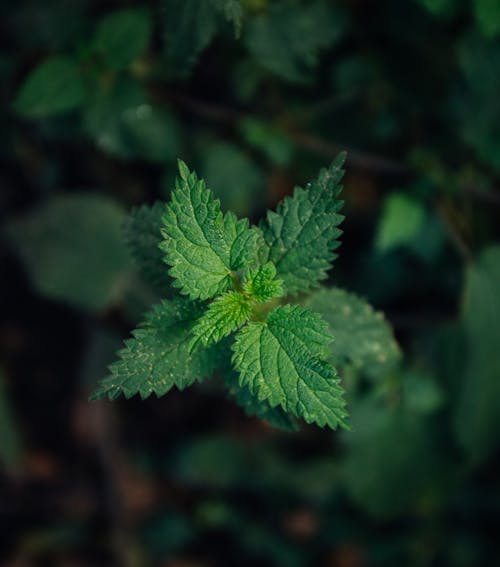 Grüne Blatt Pflanzen Nahaufnahmefotografie