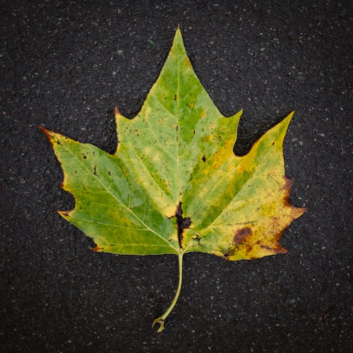 Green Leaf on Black Surface