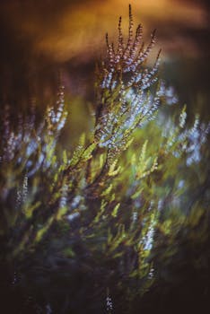 Close-up artistic shot of vibrant heather flowers in vivid lighting, creating a dreamy and abstract mood.