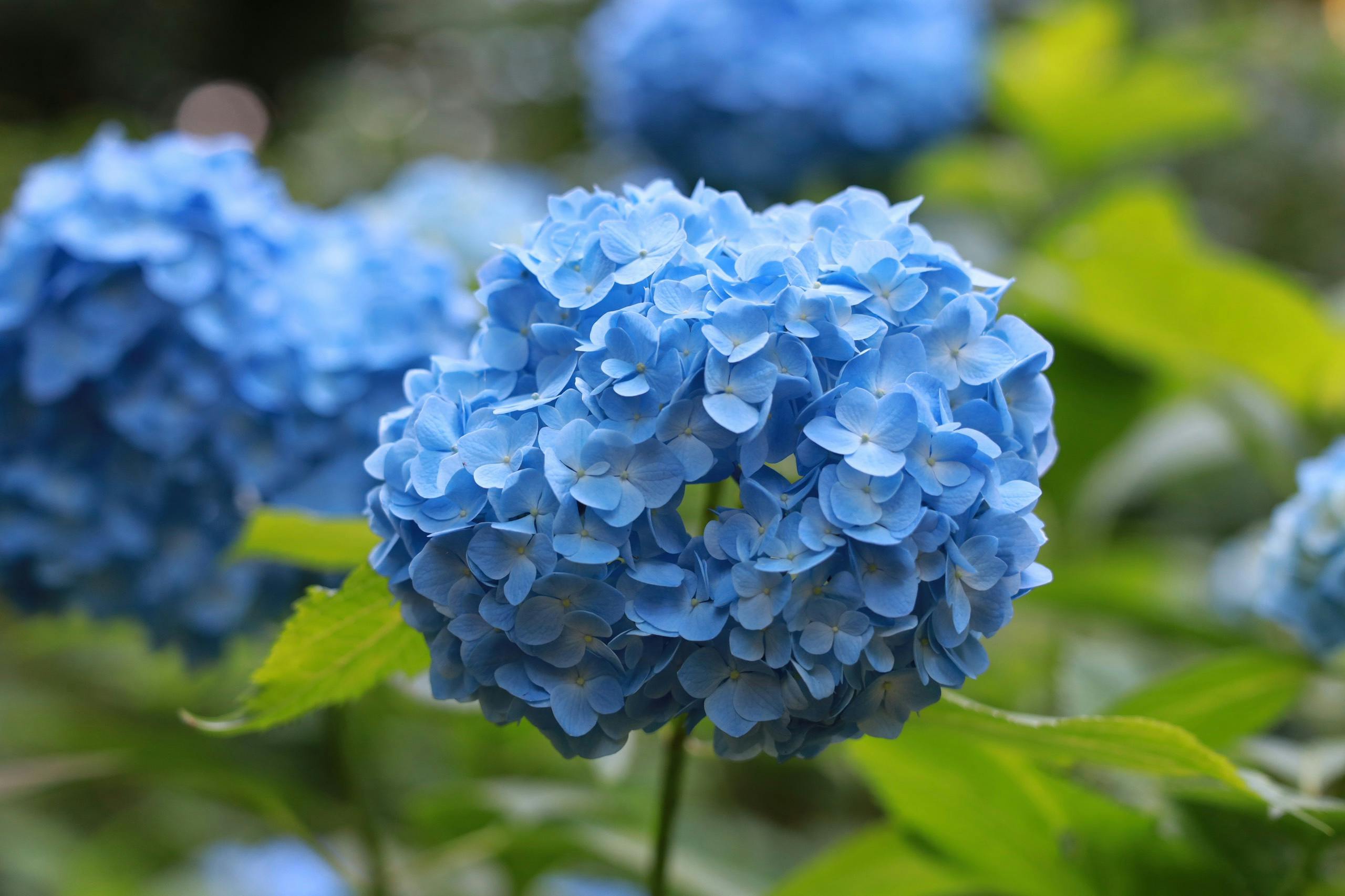 Vibrant blue hydrangea flowers in full bloom, symbolizing summer beauty in Japan.