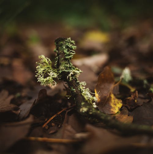 天性, 苔蘚 的 免費圖庫相片