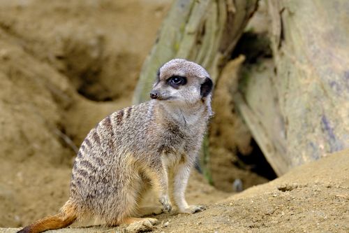 Free Close-up of a meerkat standing on sandy ground, with a focus on its attentive posture. Stock Photo