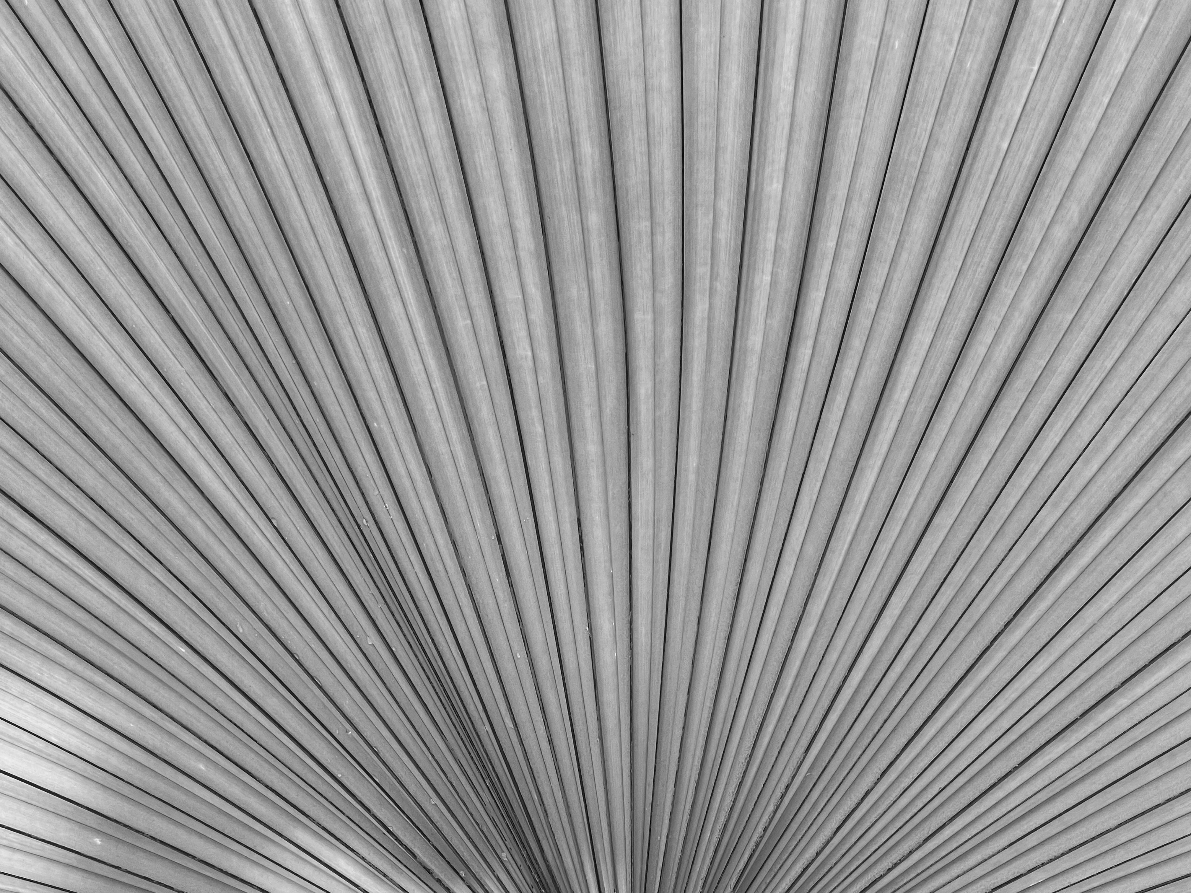 Detailed black and white texture of a palm leaf showing natural patterns and veins.