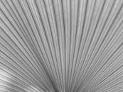 Monochromatic Palm Leaf Texture in High Contrast