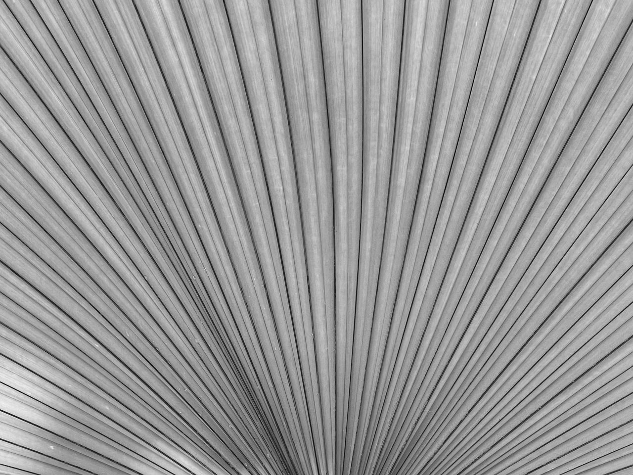 detailed black and white texture of a palm leaf showing natural patter