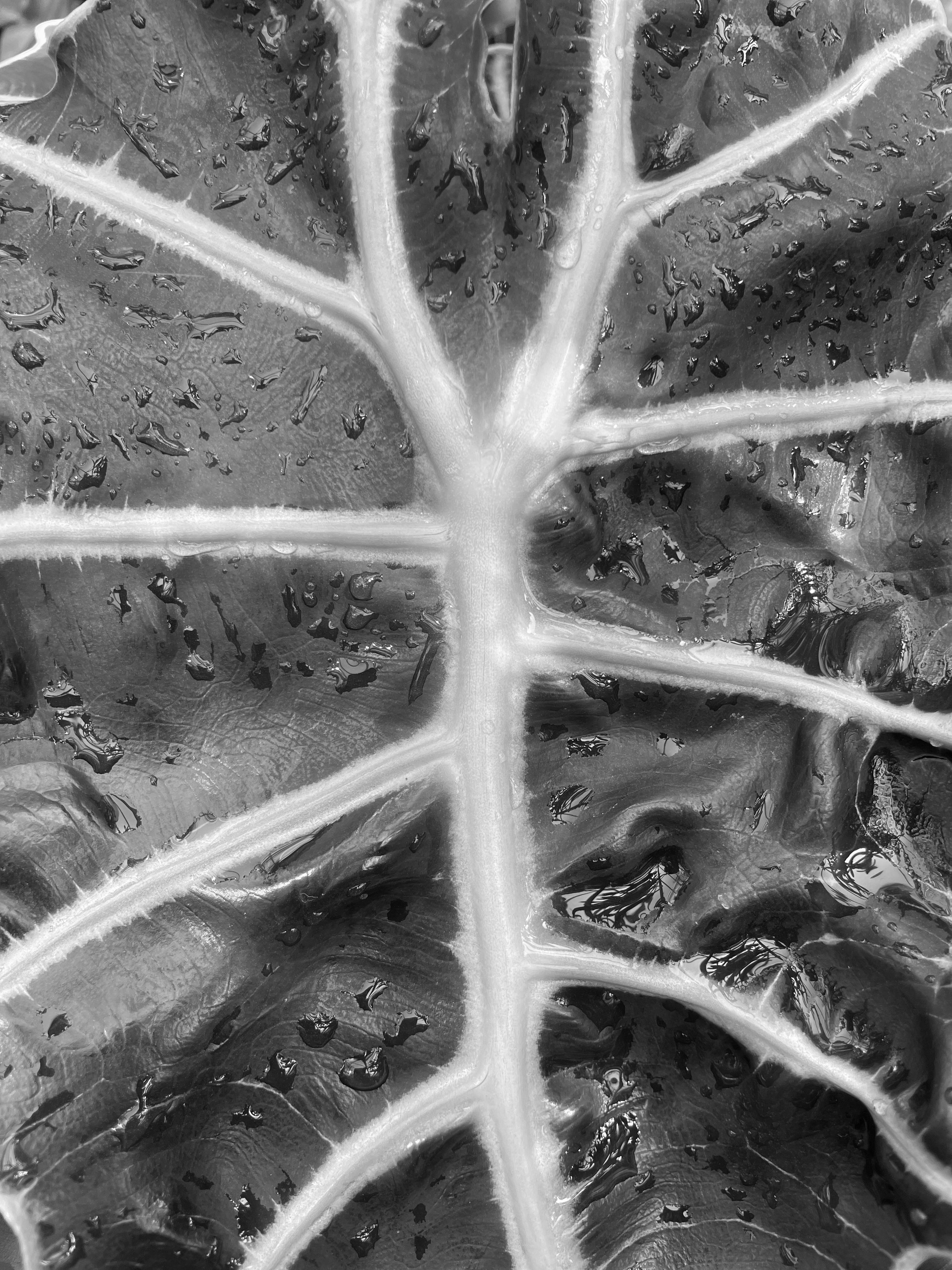 Black and white close-up of an Alocasia leaf showing texture and water droplets.