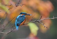 一只色彩缤纷的翠鸟栖息在苏格兰的树枝上，特写镜头展示了它充满活力的羽毛