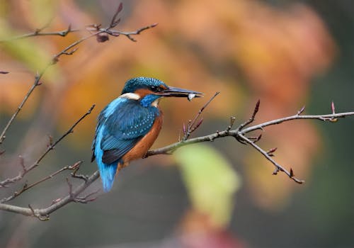 一只色彩缤纷的翠鸟栖息在苏格兰的树枝上，特写镜头展示了它充满活力的羽毛