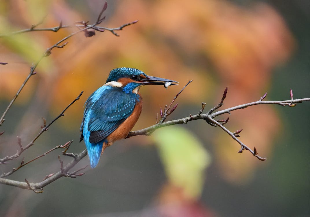 Selective Focus Photography of Blue and Brown Bird on Twig