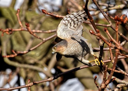 Free stock photo of accipiter nisus, bird, hawk Stock Photo