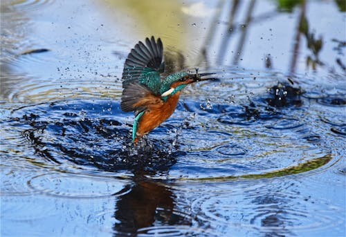 Close-up Photography of Green and Brown Bird Flying Over Body of Water With Catch On Its Beak