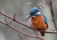 Close-up Of A Blue and Brown Bird Perched On A Branch