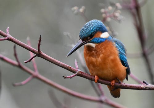 翠鸟羽毛鲜艳，栖息在户外