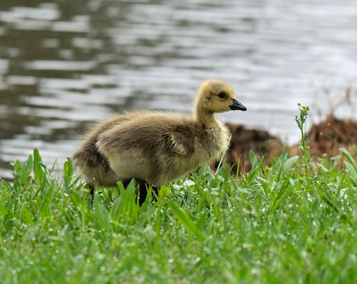 Free Adorable gosling exploring lush grass by the tranquil lakeside, displaying natural beauty. Stock Photo
