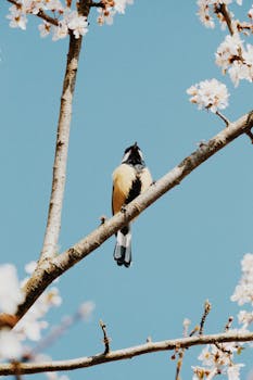 Great tit bird perched on a blossoming cherry branch against a blue sky in spring.