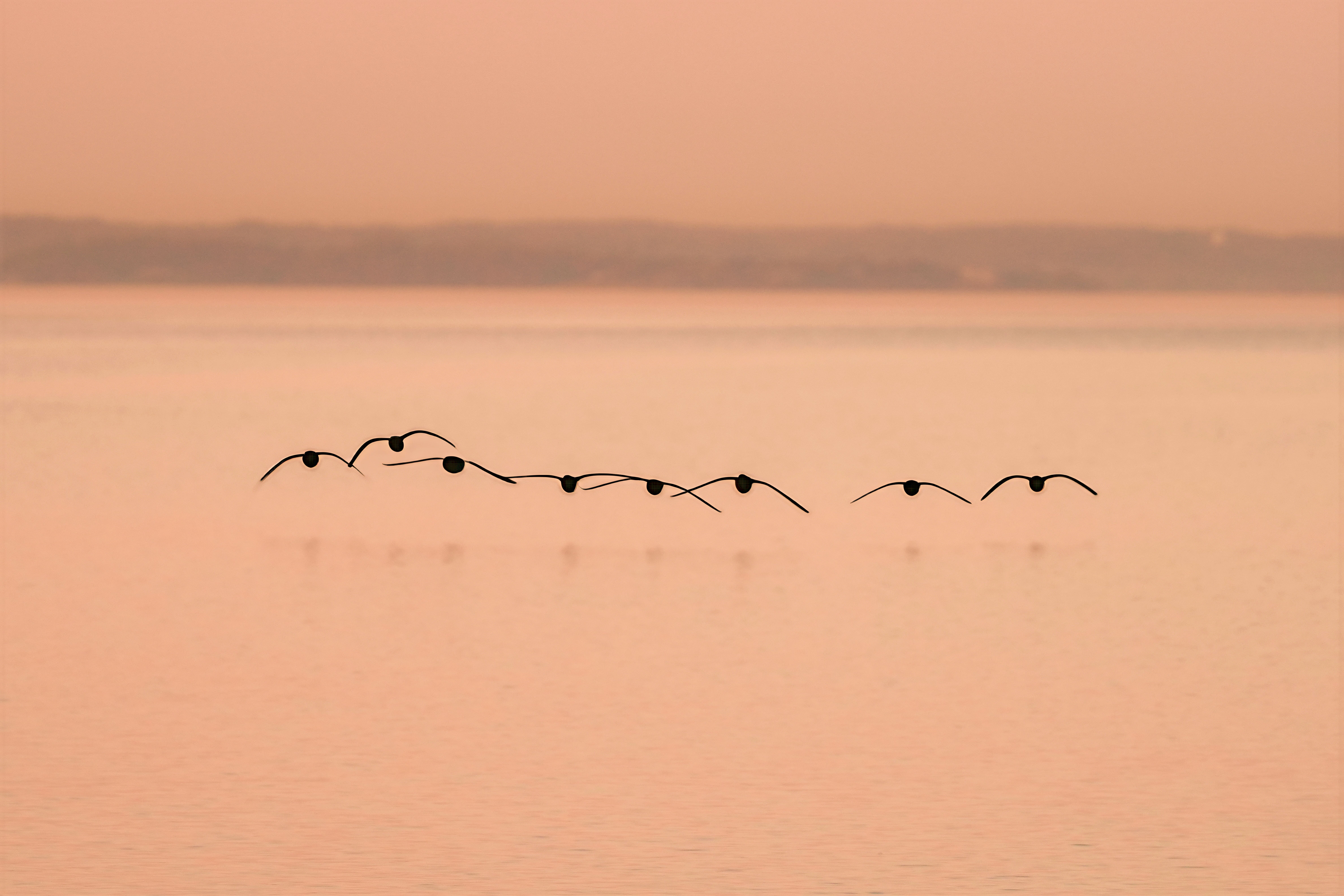 A serene view of Brant Geese flying low over the water at dawn in Stamford, Connecticut.