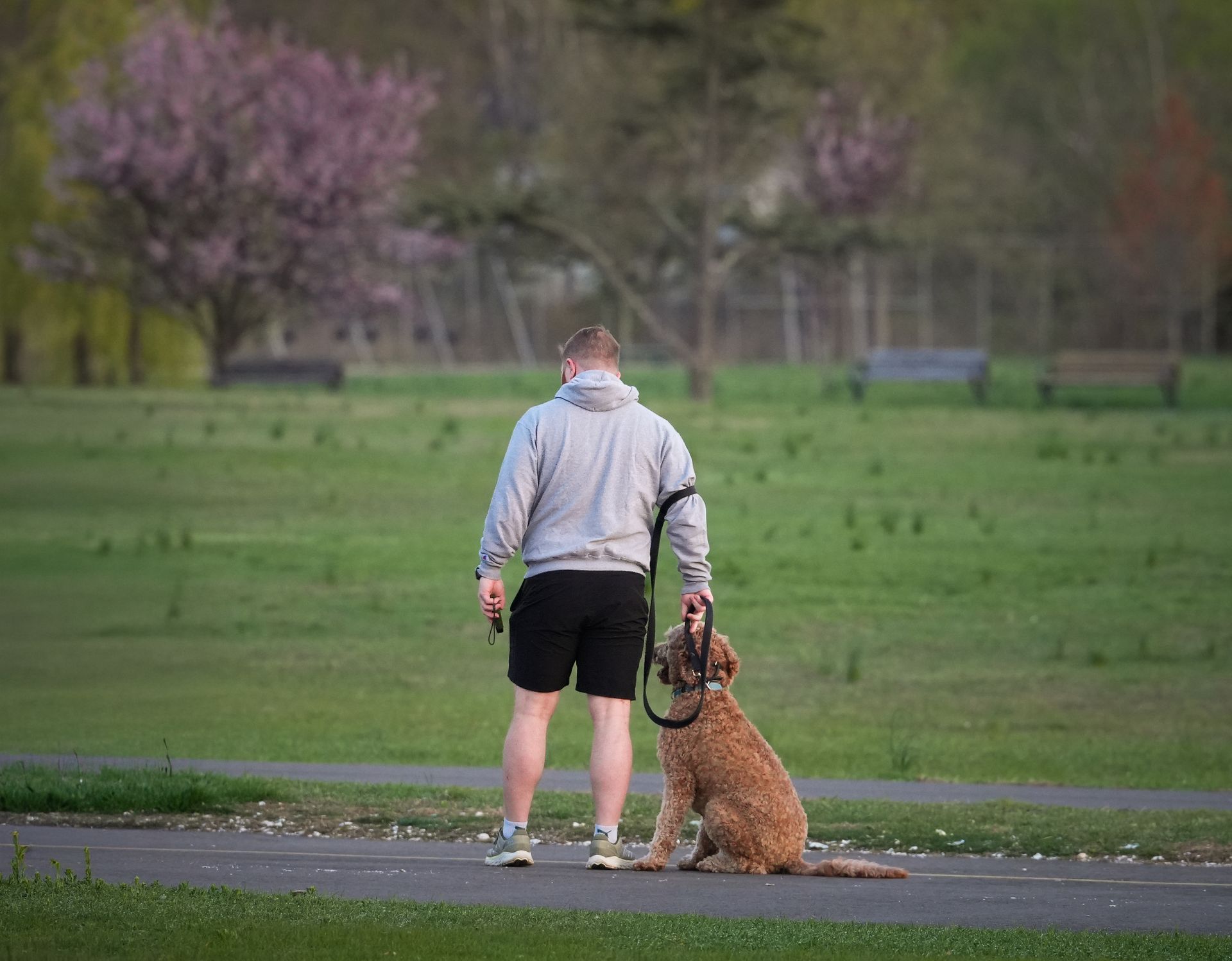 Casual stroll with a dog in Stamford's Cove Island Park during spring sunrise.