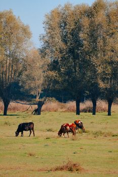 Tranquil scene of cows grazing in a green field surrounded by trees in Bolu, Türkiye.