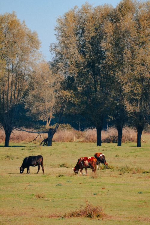 Free Tranquil scene of cows grazing in a green field surrounded by trees in Bolu, Türkiye. Stock Photo