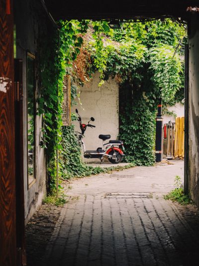 Scooter parked in an ivy-covered lane, photo by wang jun on Pexels