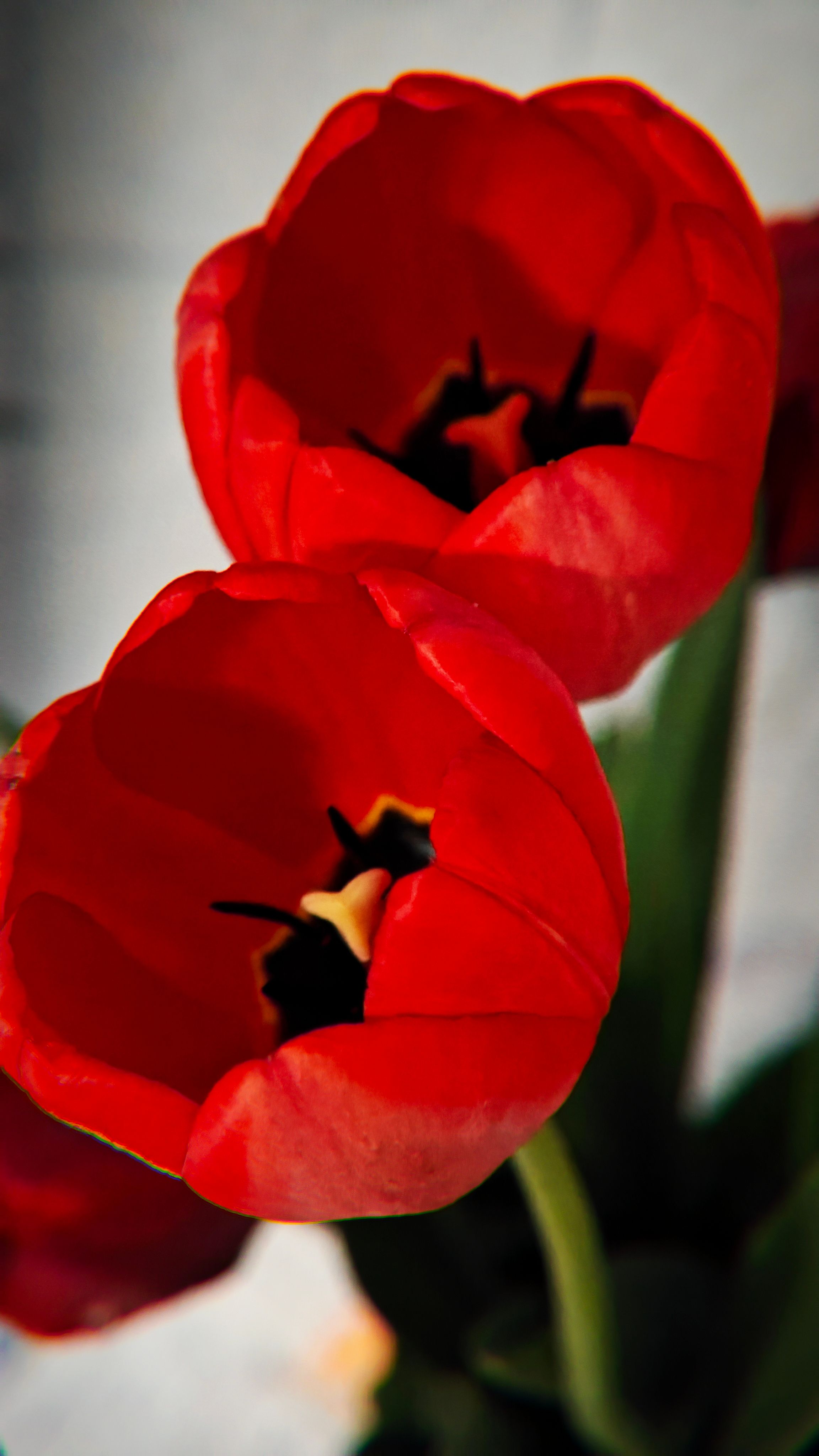 Close-up of Vibrant Red Tulips in Bloom · Free Stock Photo