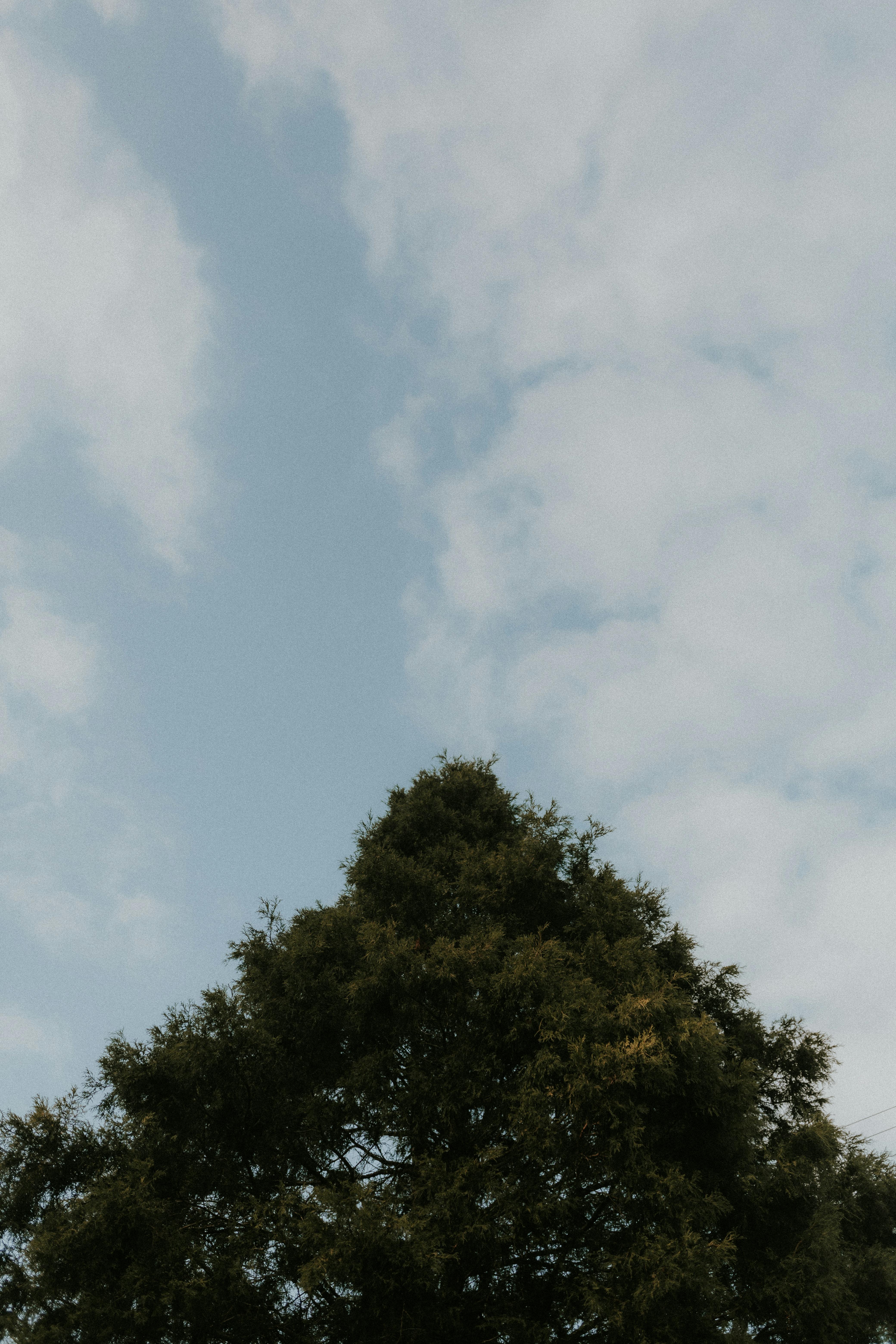 Gratis Un árbol alto con follaje exuberante sobre un fondo de cielo azul nublado. Foto de stock