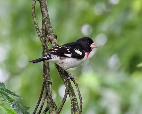 Free Captivating image of a Rose-breasted Grosbeak perched on a branch in Athens, Alabama. Stock Photo