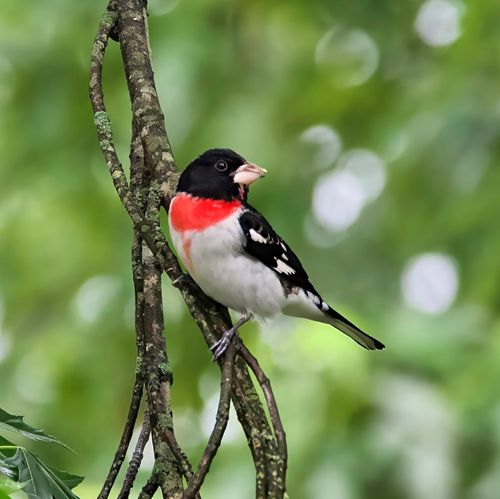 Free Close-up of a Rose-breasted Grosbeak on a tree in leafy background, Athens, Alabama. Stock Photo