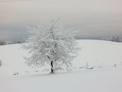 A lonely snow-covered tree stands in a serene winter landscape, Brandbu, Norway.