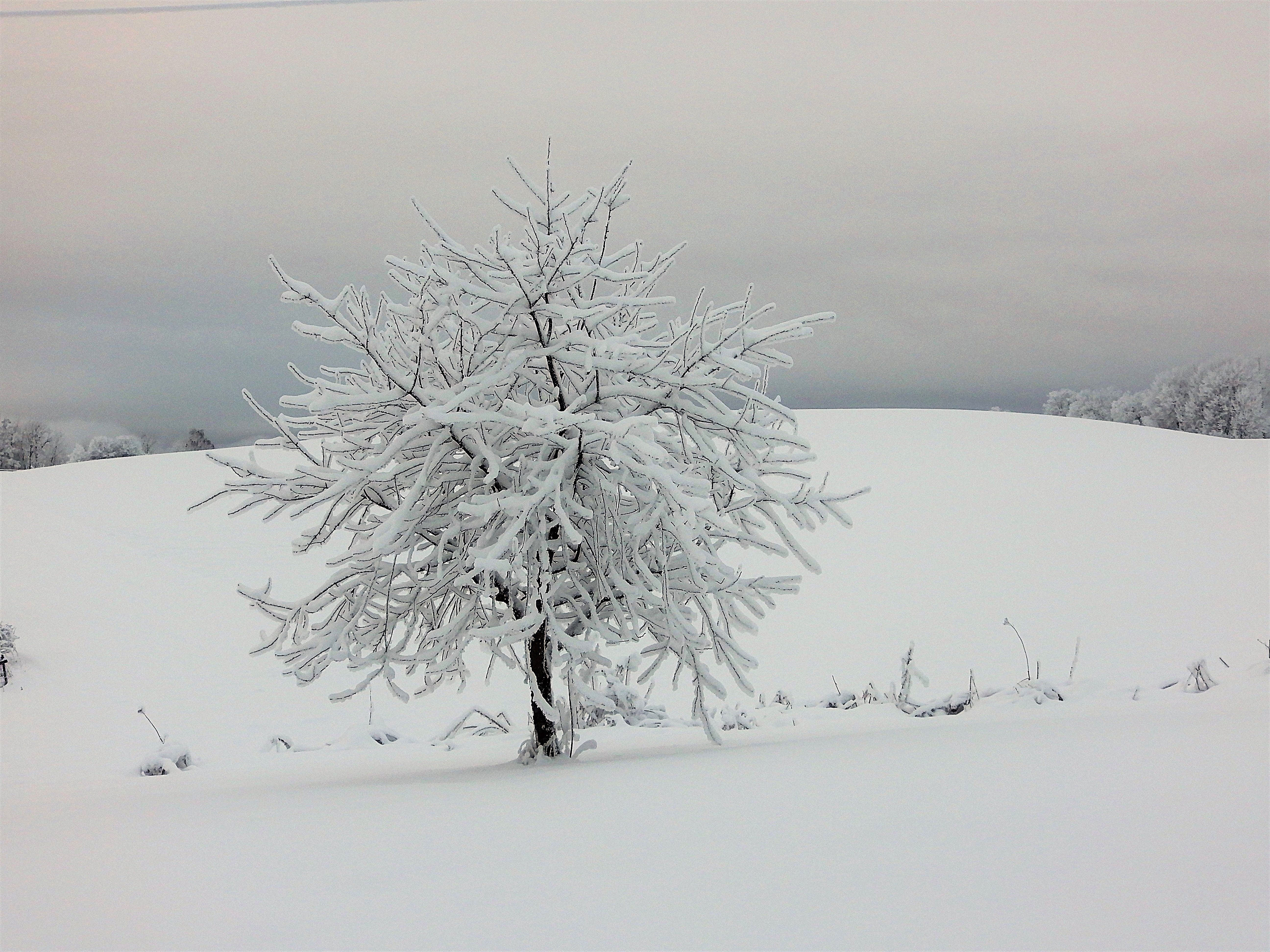 Solitary Snow-Covered Tree in Winter Landscape · Free Stock Photo