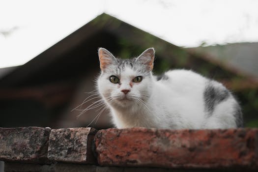A white cat with black spots resting on a brick wall, captured outdoors in Hungary.