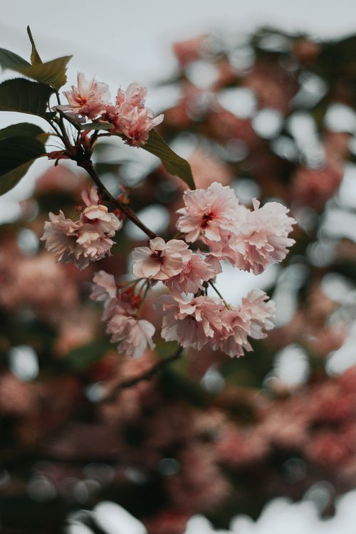 Free Pink cherry blossoms in full bloom, captured on a serene spring day in Hungary. Stock Photo