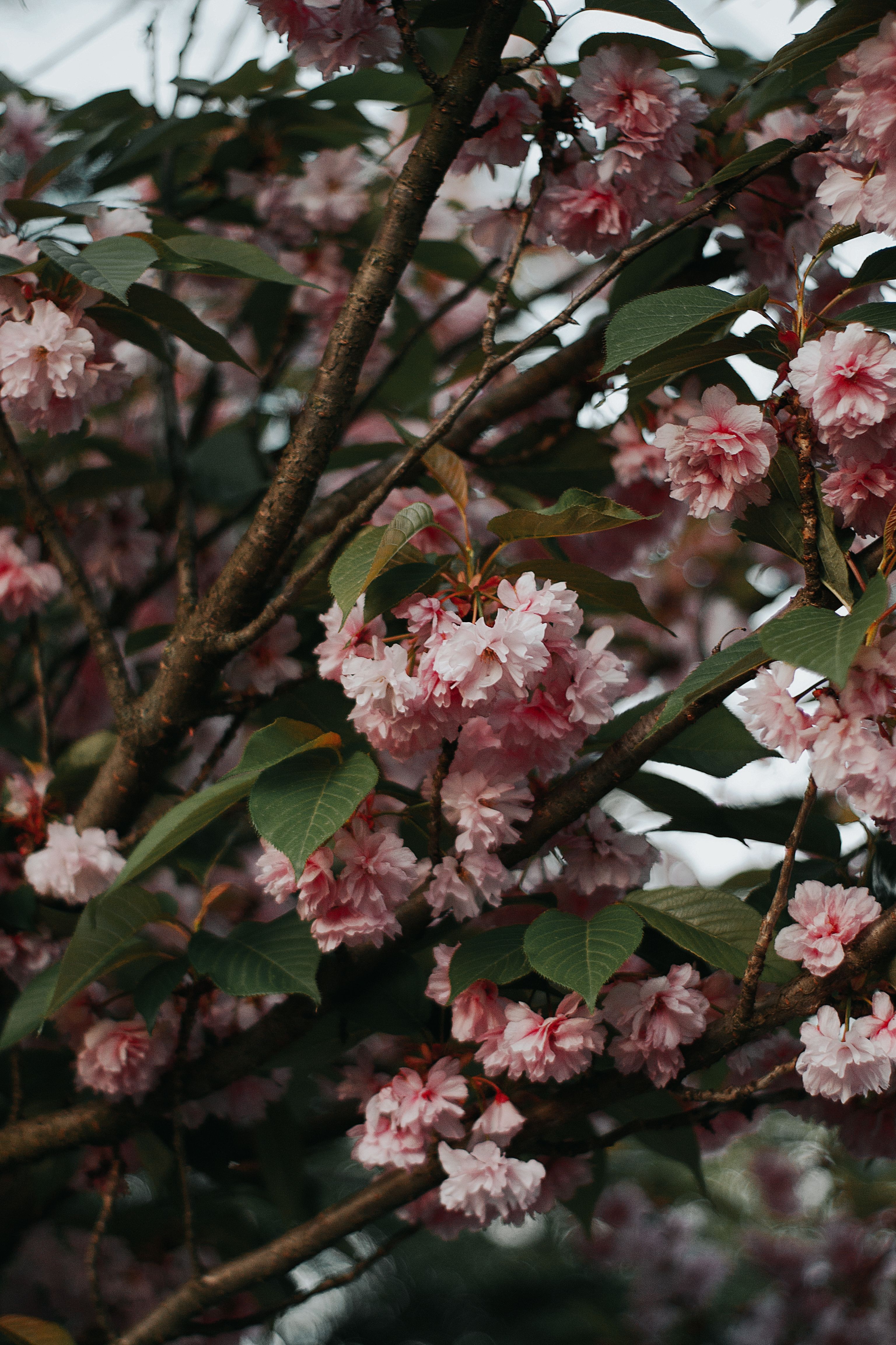 Beautiful Pink Cherry Blossoms in Full Bloom · Free Stock Photo