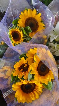 Bright sunflower bouquets wrapped in plastic, perfect for gifts or home decor.