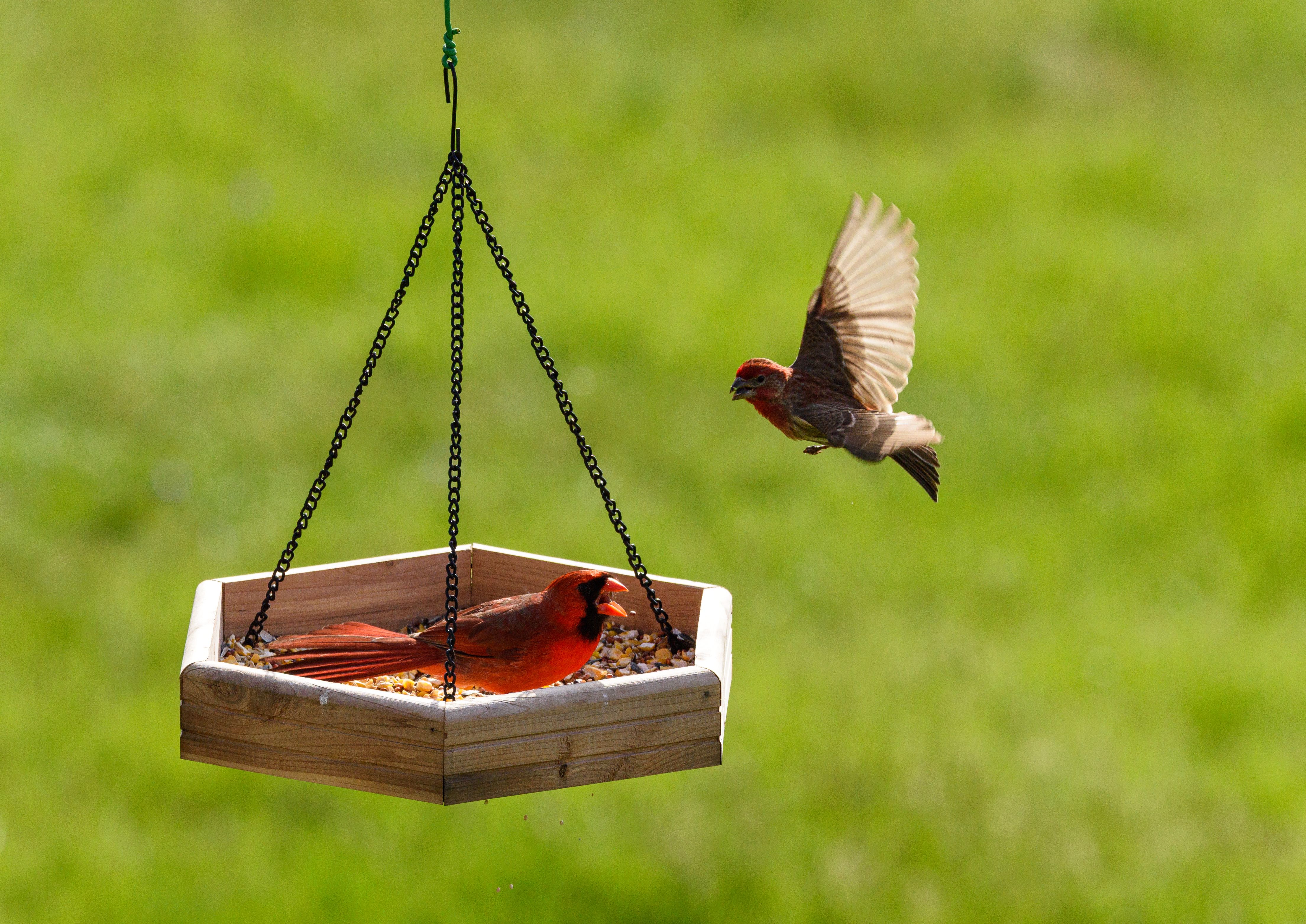 Red cardinal birds eating seeds from a hanging wooden tray bird feeder