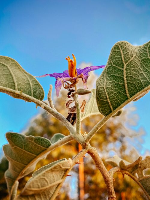 Free Close-up shot of a vibrant purple flower on a sage-like branch against a clear blue sky in Belo Horizonte. Stock Photo