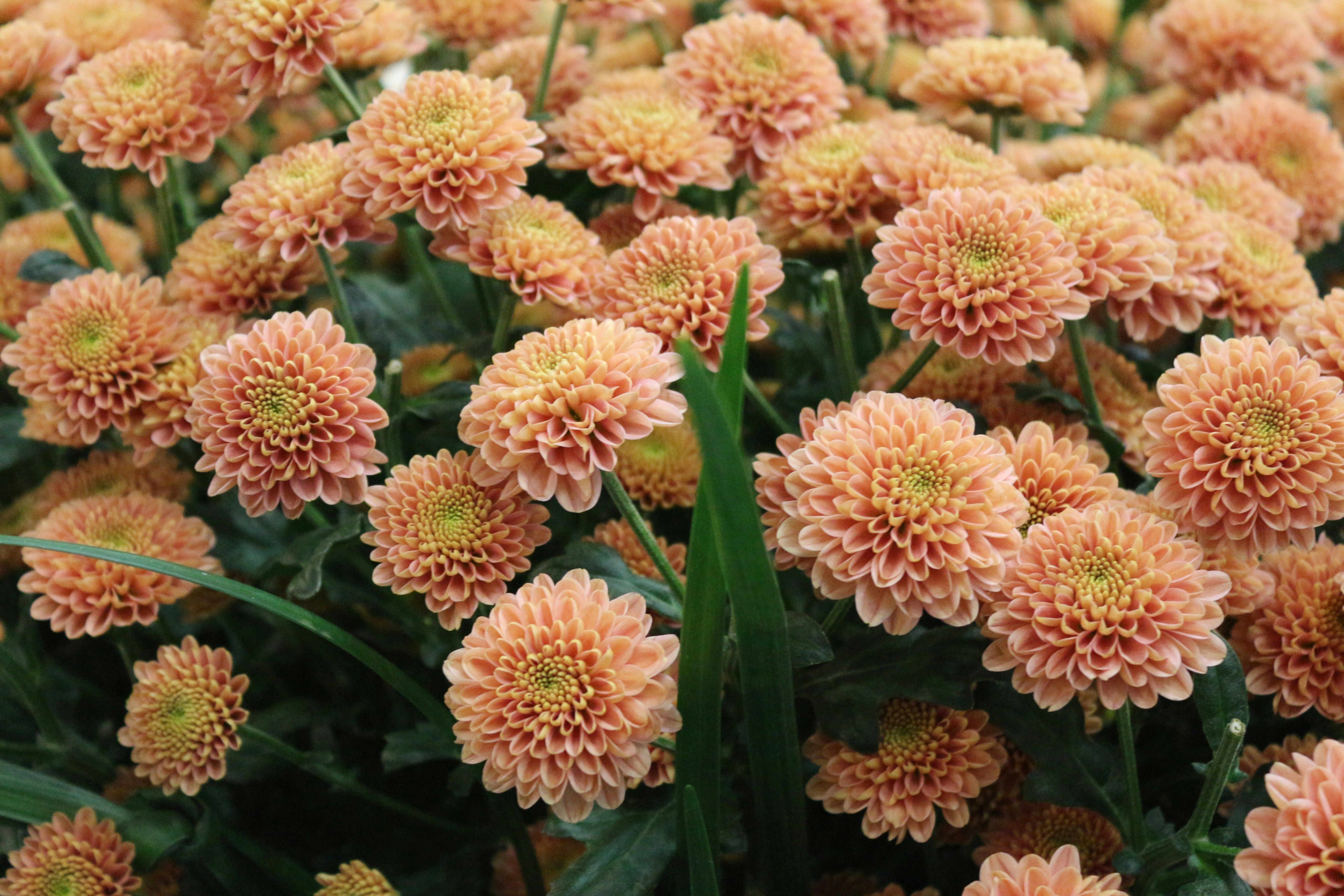 Pin Wallpaper Photos Download The Best Free Pin Wallpaper Stock Photos