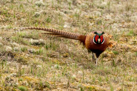 Common pheasant
