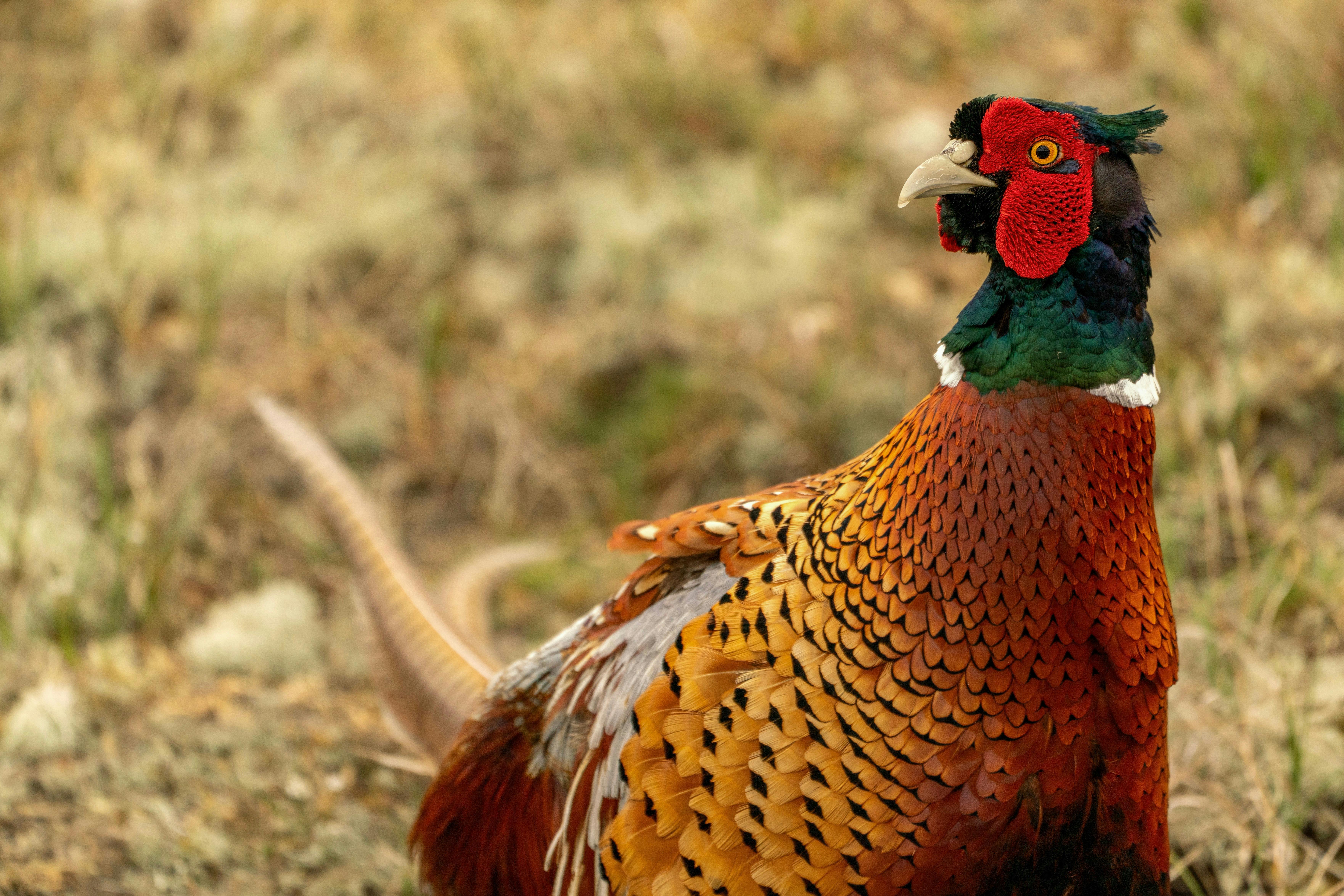 A colorful male common pheasant (Phasianus colchicus) standing in a grassy field.